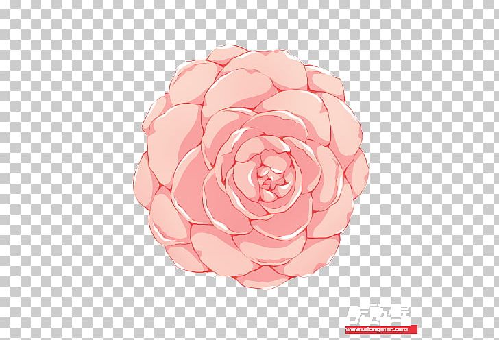 Garden Roses Cabbage Rose Flower Petal Pink M PNG, Clipart, Artificial Flower, Call Center, Cut Flowers, Flower, Flowering Plant Free PNG Download