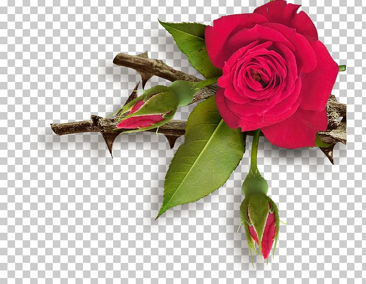 Garden Roses Rose Garden Flower PNG, Clipart, Artificial Flower, Cut Flowers, Floral Design, Floristry, Flower Free PNG Download