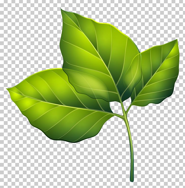 Leaf Green PNG, Clipart, Autumn Leaf Color, Clipart, Clip Art, Color, Computer Wallpaper Free PNG Download