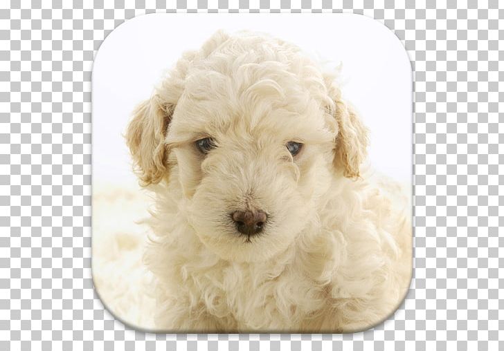 Miniature Poodle Lagotto Romagnolo Standard Poodle Cockapoo Spanish Water Dog PNG, Clipart, Animals, Apk, App, Bolognese, Carnivoran Free PNG Download