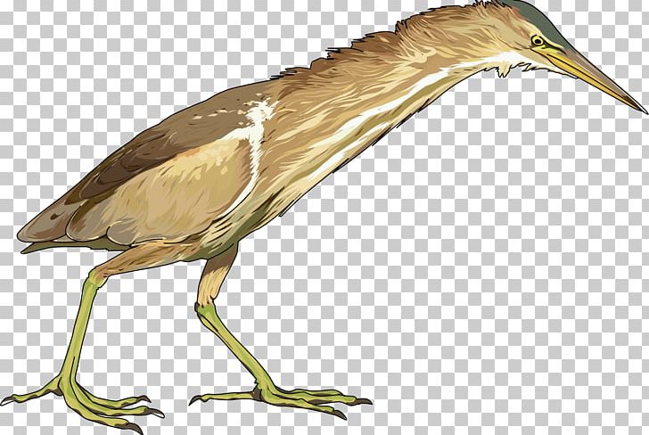 Bitterns Green Heron Little Bittern Héron PNG, Clipart, American Bittern, Animals, Beak, Bird, Bittern Free PNG Download