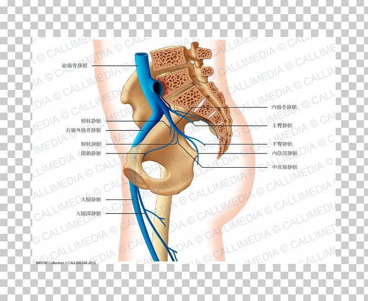 Pelvis Common Iliac Artery Anatomy Vein PNG, Clipart, Abdomen, Anatomy, Angle, Arm, Artery Free PNG Download