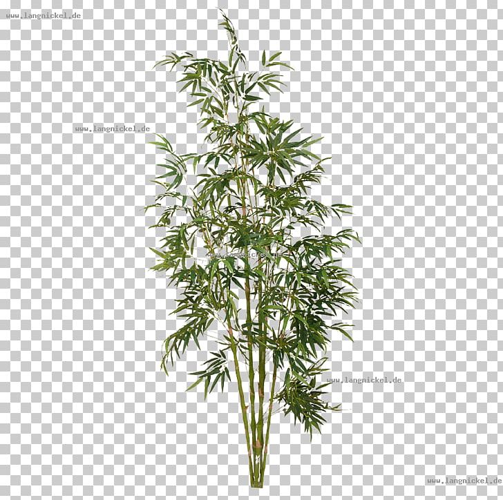 Tree Tropical Woody Bamboos Plant Shrub PNG, Clipart, Aloe Vera, Avenue, Bamboo, Bamboos, Bambus Free PNG Download