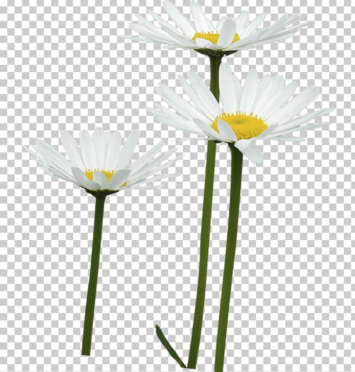 Common Daisy Oxeye Daisy Flower Daisy Family Chamomile PNG, Clipart, Camomile, Chamomile, Chrysanthemum, Common Daisy, Cut Flowers Free PNG Download