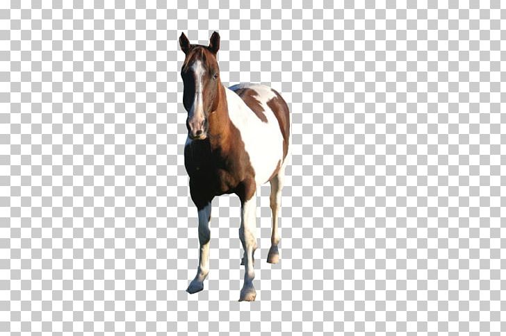 Mustang Foal Stallion Mare Colt PNG, Clipart, Bridle, Colt, Foal, Halter, Horse Free PNG Download