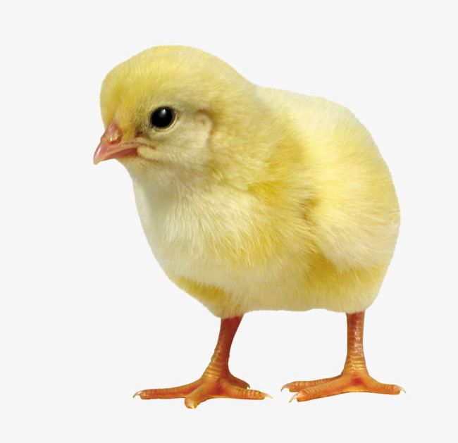 Chick PNG, Clipart, Animal, Beautiful, Chick, Chickens, Chick Vector Free PNG Download