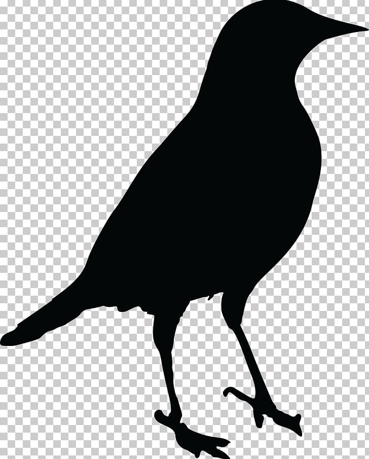 Common Blackbird Drawing PNG, Clipart, American Crow, Animals, Art, Beak, Bird Free PNG Download