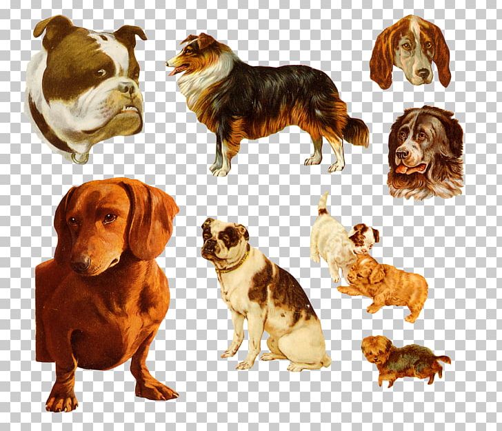 Dachshund Bulldog Puppy PNG, Clipart, All Access, All Around The World, Animals, Breed, Bulldog Free PNG Download