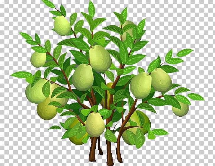 Mangifera Indica Tree Mango PNG, Clipart, Branch, Calamondin, Citrus, Cut Mango, Decoration Free PNG Download