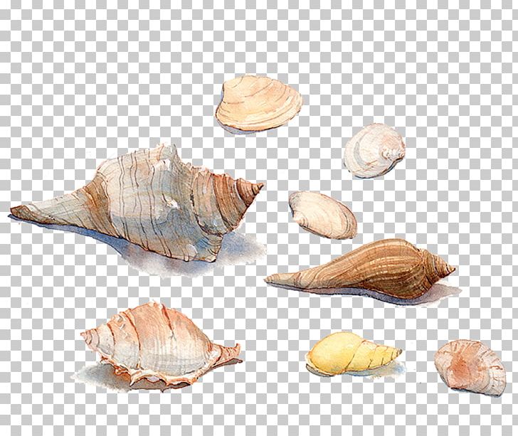 Seashell Watercolor Painting Sea Snail Conchology PNG, Clipart, Bolinus Brandaris, Clams Oysters Mussels And Scallops, Cockle, Color, Conch Free PNG Download