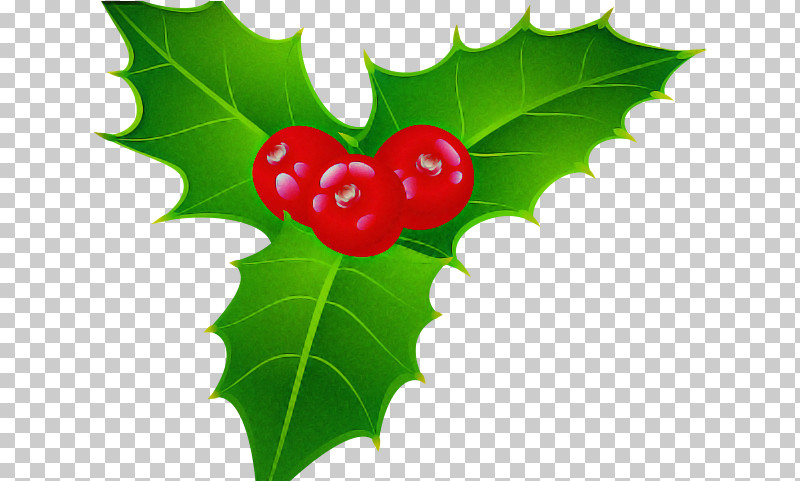 Holly PNG, Clipart, American Holly, Flower, Holly, Hollyleaf Cherry, Leaf Free PNG Download