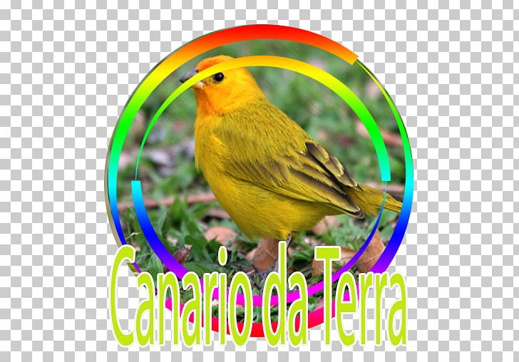 Bird Atlantic Canary Saffron Finch Tanager PNG, Clipart, Animals, Apk, Atlantic Canary, Audio, Beak Free PNG Download