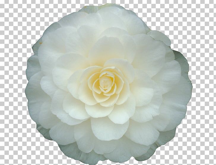 Rolf Büns Japanese Camellia White Double-flowered Plant PNG, Clipart, Bedburghau, Camellia, Color, Doubleflowered, Flower Free PNG Download