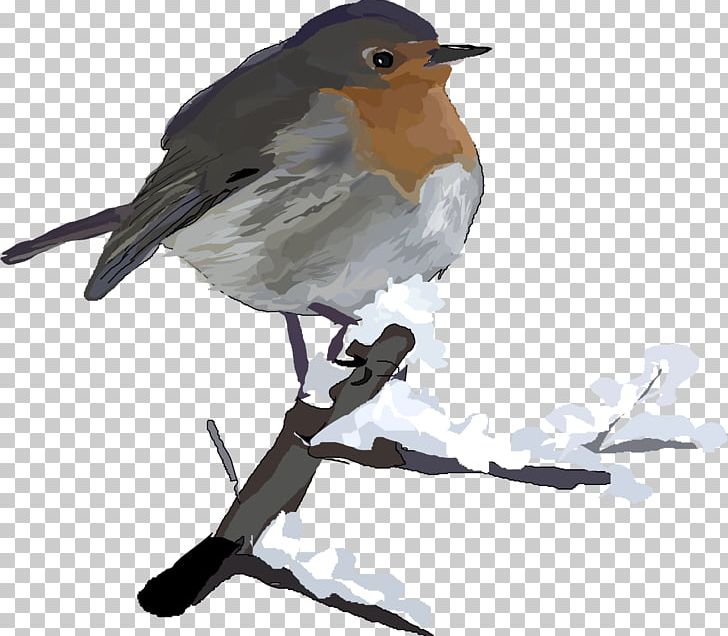 European Robin Bird American Robin PNG, Clipart, American Robin, Animals, Beak, Bird, Branch Free PNG Download