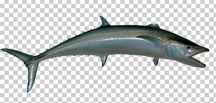 King Mackerel Yellowtail Amberjack Cobia Fish PNG, Clipart, Animals, Bony Fish, Cobia, Dolphin, Fin Free PNG Download