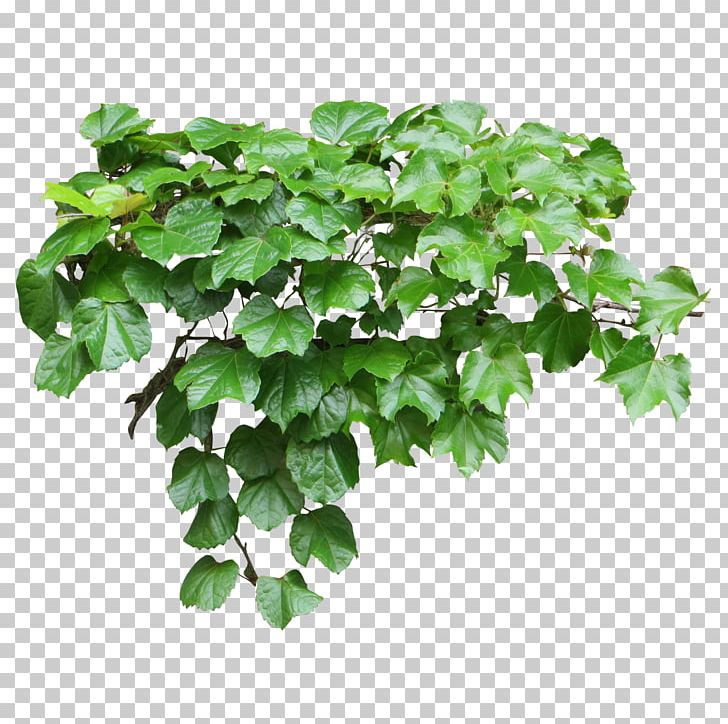 Tote Bag Common Ivy Vine Evergreen PNG, Clipart, Accessories, Areca Palm, Backpack, Bag, Balcony Free PNG Download