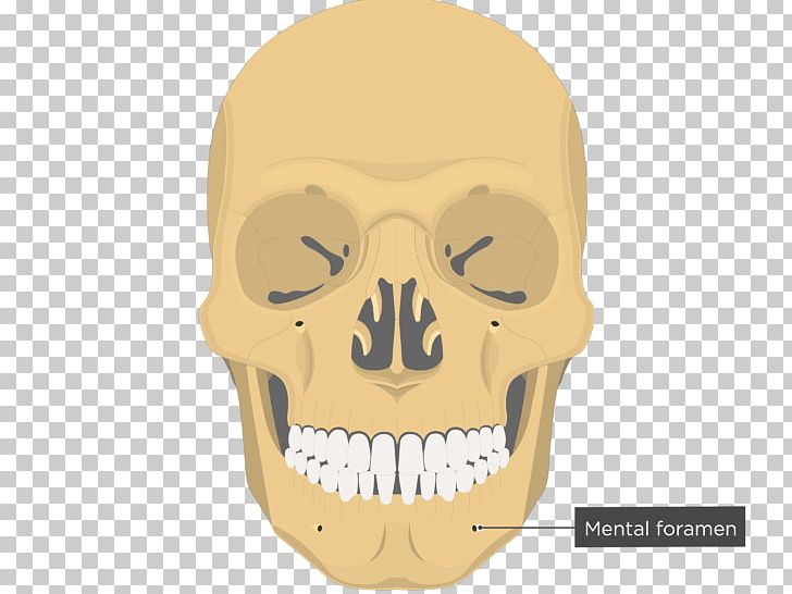 Vomer Nasal Bone Ethmoid Bone Facial Skeleton PNG, Clipart, Anatomy, Anterior, Bone, Ethmoid Bone, Facial Skeleton Free PNG Download