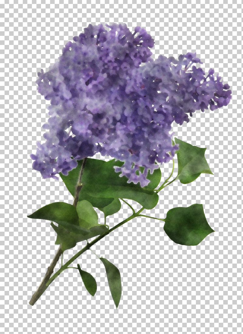 Lavender PNG, Clipart, Branch, California Lilac, Cornales, Cut Flowers, Flower Free PNG Download