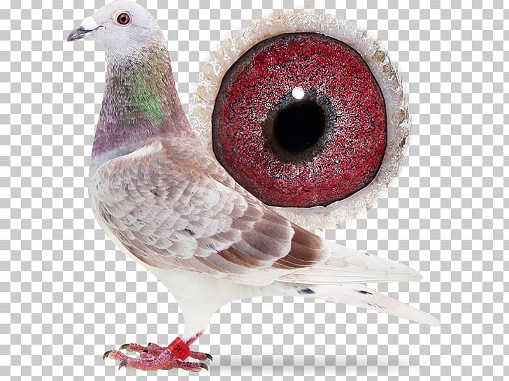 Domestic Pigeon Columbidae Pigeon Racing Beak PNG, Clipart, Beak, Bird, Columbidae, Domestic Pigeon, Feather Free PNG Download