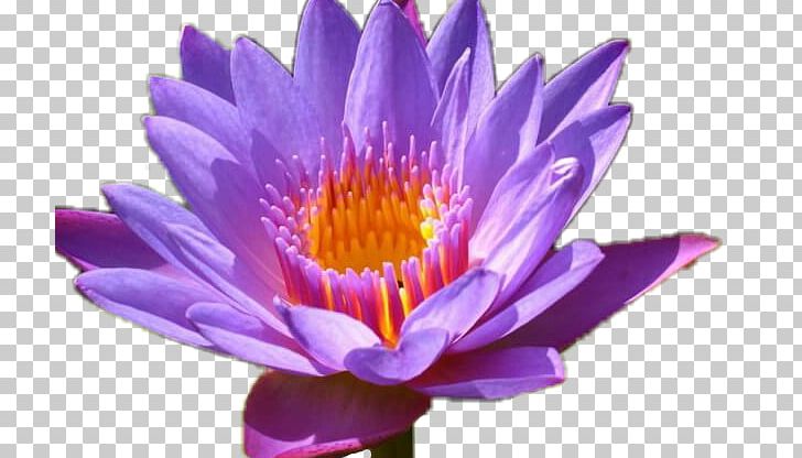 Nelumbo Nucifera Water Lily Flower Desktop Lilium PNG, Clipart, Annual Plant, Aquatic Plant, Aster, Color, Computer Free PNG Download