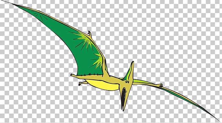 Pterodactyls Pterosaurs Dinosaur Pteranodon PNG, Clipart, Animation, Beak, Bird, Cartoon, Common Pet Parakeet Free PNG Download