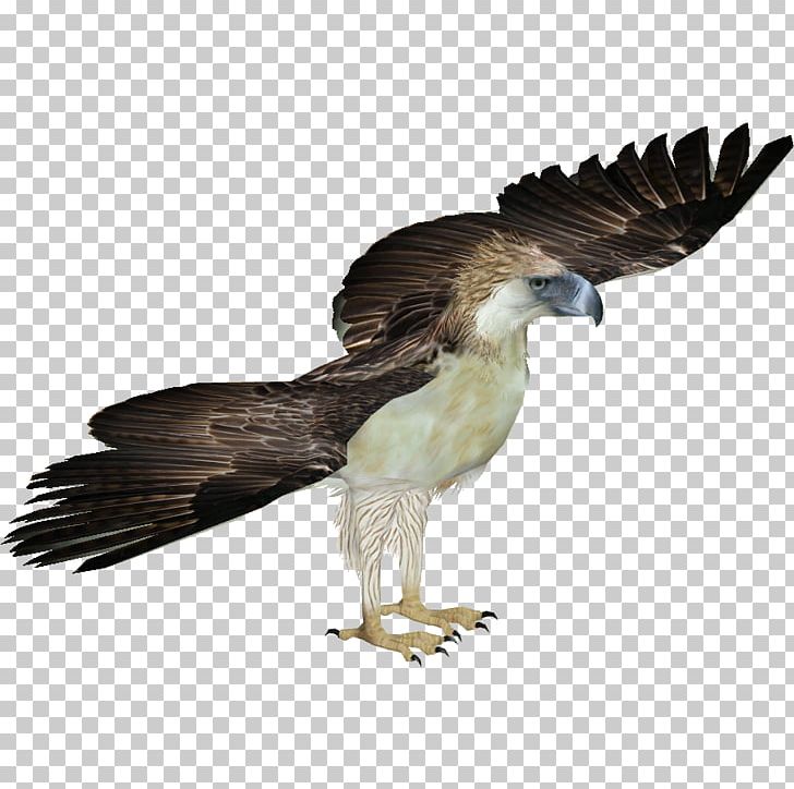 Zoo Tycoon 2 Philippines Bird Bald Eagle PNG, Clipart, Accipitriformes, Animal, Animals, Bald Eagle, Beak Free PNG Download