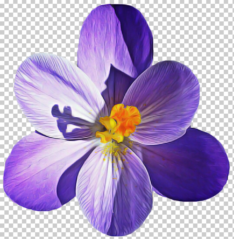 Lavender PNG, Clipart, Biology, Crocus, Crocus M, Flower, Lavender Free PNG Download