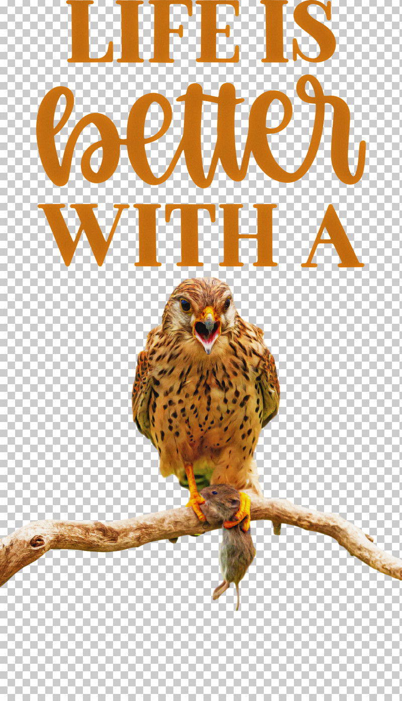 Life Better PNG, Clipart, Beak, Better, Biology, Bird Of Prey, Birds Free PNG Download