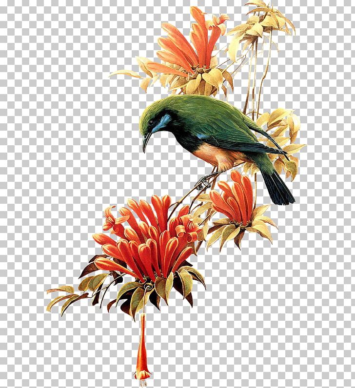 Bird T-shirt Flower PNG, Clipart, Animals, Beak, Bird, Birdandflower Painting, Birdcage Free PNG Download