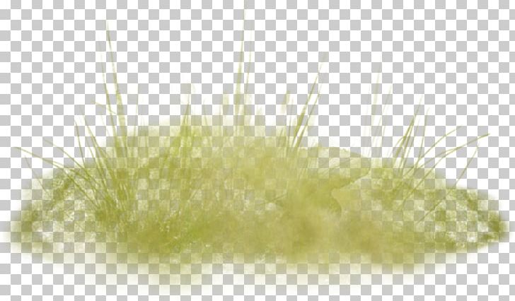 Close-up PNG, Clipart, Background Green, Close Up, Closeup, Grass, Grasses Free PNG Download