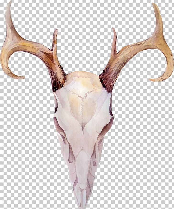 Deer Elk Antler Horn PNG, Clipart, Animals, Antler, Banco De Imagens, Bone, Deer Free PNG Download