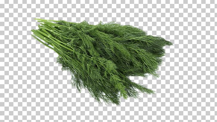 Dill PNG, Clipart, Herbs, Nature Free PNG Download
