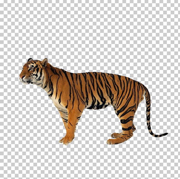 Lion Jaguar Never Scratch A Tiger With A Short Stick Siberian Tiger Bengal Tiger PNG, Clipart, Animal, Animals, Big Cats, Carnivoran, Cat Like Mammal Free PNG Download