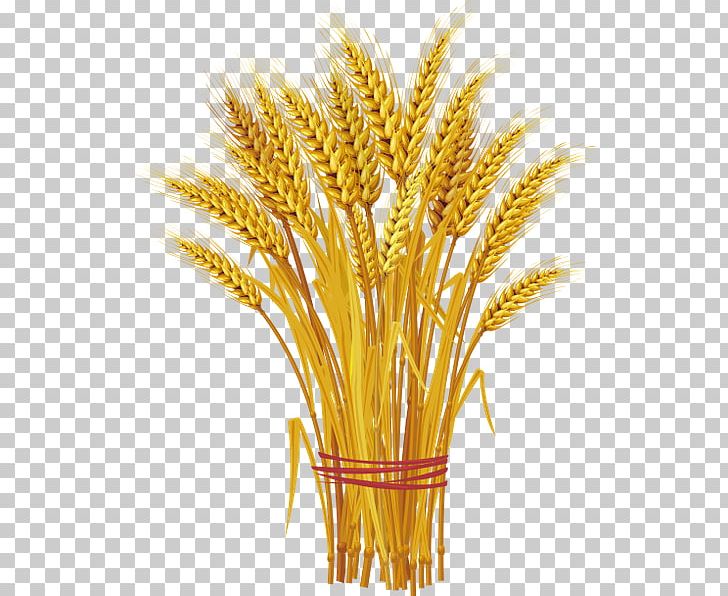 Onslow Feed & Grain Wheat Ear PNG, Clipart, Agriculture, Avena, Cereal, Cereal Germ, Commodity Free PNG Download
