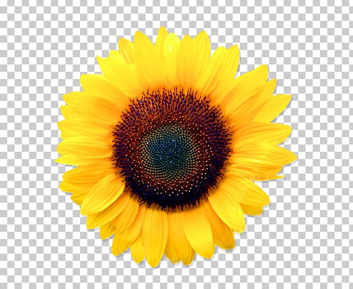 Stock Photography Common Sunflower PNG, Clipart, Asterales, Black And White, Closeup, Common Sunflower, Daisy Family Free PNG Download