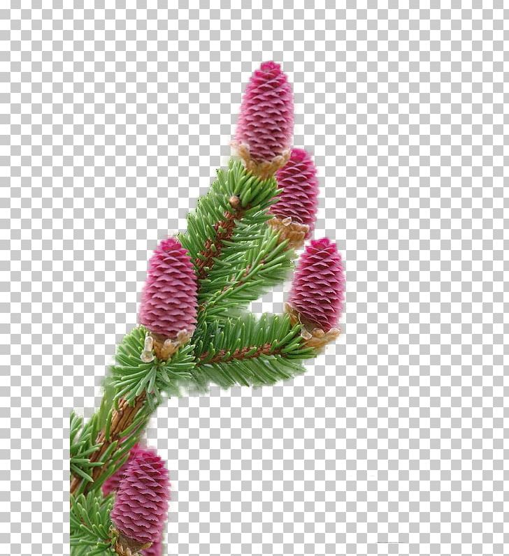 Fir Spruce Christmas Ornament Close-up PNG, Clipart, Branch, Branching, Christmas, Christmas Ornament, Closeup Free PNG Download