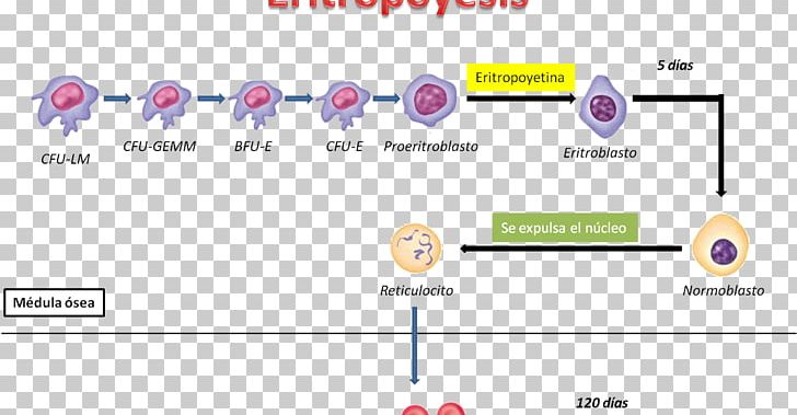 Haematopoiesis Erythropoiesis Human Physiology Blood Elementos Formes PNG, Clipart, Area, Blood, Brand, Coagulation, Colonyforming Unit Free PNG Download