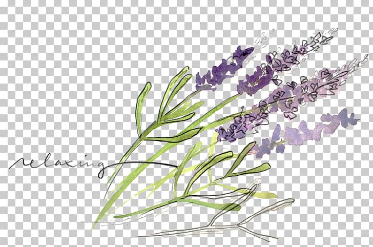 English Lavender Essential Oil Watercolor Painting Herb PNG, Clipart, Aromatherapy, English Lavender, Essential Oil, Flora, Flower Free PNG Download