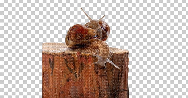 Snail Orthogastropoda Insect Tree Caracol PNG, Clipart, Animal, Animals, Caracol, Insect, Invertebrate Free PNG Download