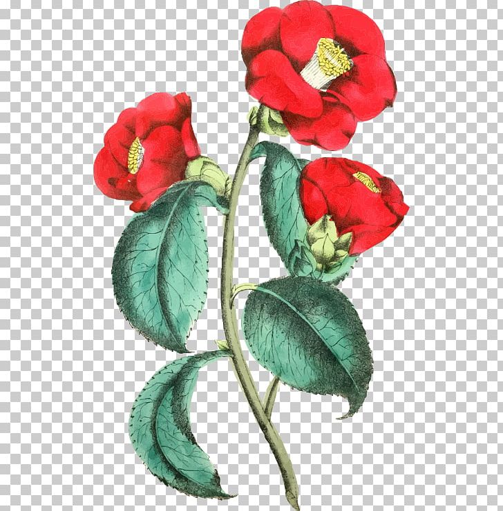 Flower PNG, Clipart, Beach Rose, Botany, Computer Icons, Cut Flowers, Download Free PNG Download