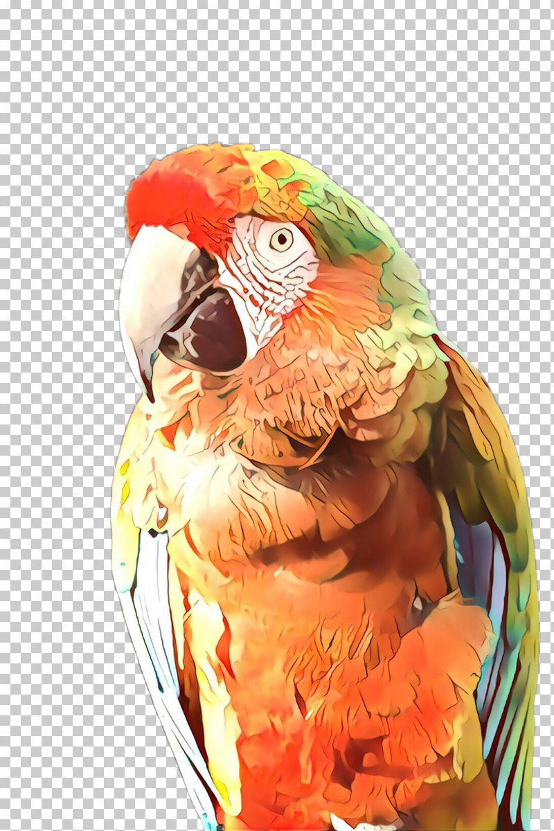 Orange PNG, Clipart, Beak, Bird, Macaw, Orange, Parakeet Free PNG Download