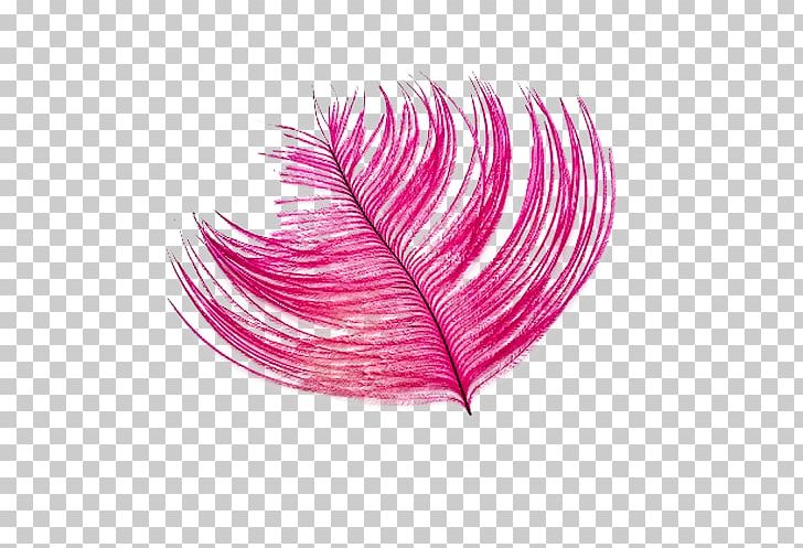 Common Ostrich Bird Feather PNG, Clipart, Animals, Bird, Color, Common Ostrich, Feather Free PNG Download