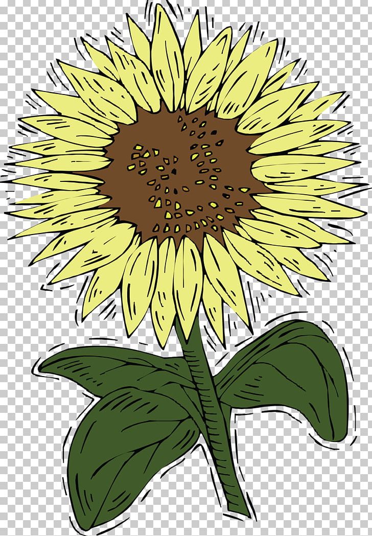Common Sunflower PNG, Clipart, Animation, Chrysanths, Common Sunflower, Daisy, Daisy Family Free PNG Download