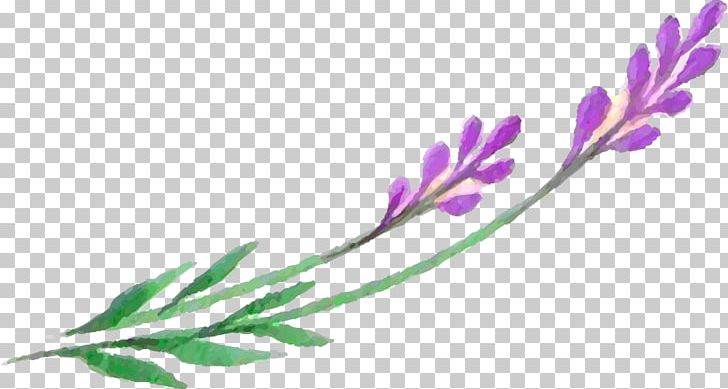 Lavender Leaf Petal Plant Stem PNG, Clipart, Branch, Flora, Flower, Flowering Plant, Lavender Free PNG Download