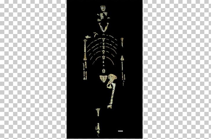 Lucy Australopithecus Afarensis Afar Region Homo Sapiens Human Evolution PNG, Clipart, Afar Region, Ancient Tree, Anthropologist, Australopithecus Afarensis, Bone Free PNG Download