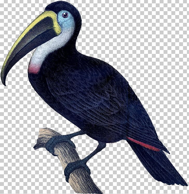 Toucan Plate Bird Melamine Tableware PNG, Clipart, Animal, Beak, Bird, Cormorant, Dinner Free PNG Download