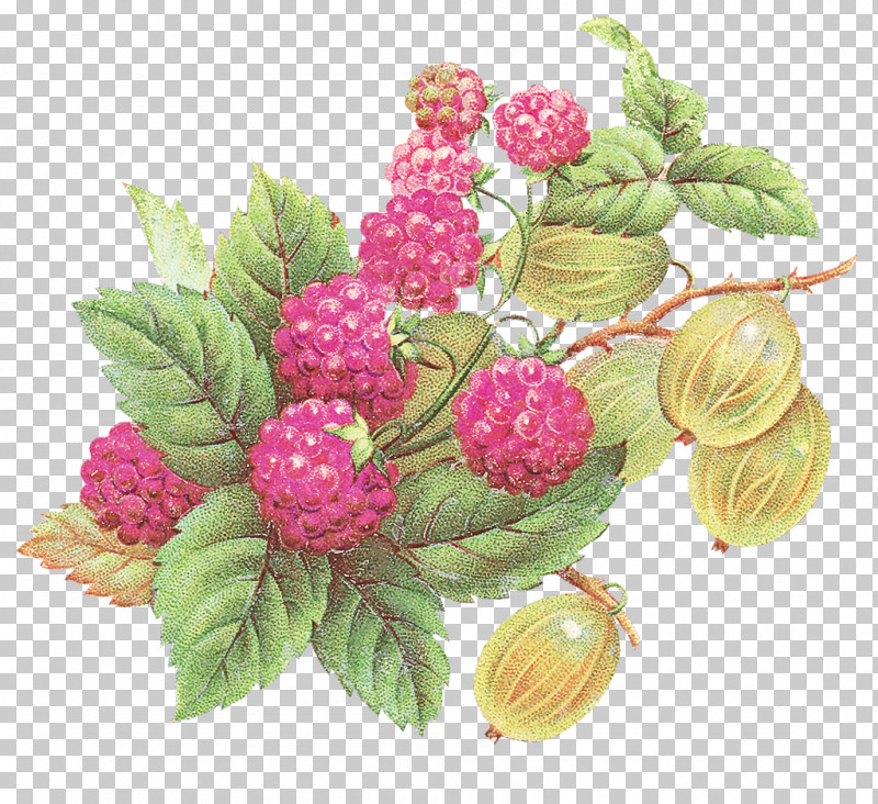 Berry Raspberry Plant Loganberry Rubus PNG, Clipart, Berry, Blackberry, Bramble, Flower, Food Free PNG Download