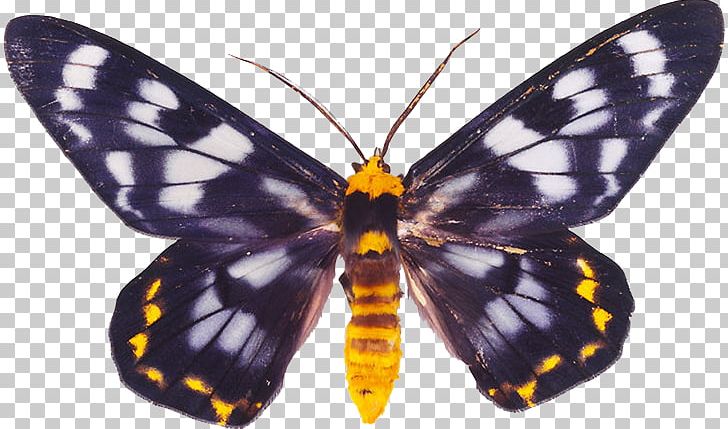 Monarch Butterfly Moth Insect Dysphania Auroguttata PNG, Clipart, Animals, Arthropod, Brush Footed Butterfly, Butterflies And Moths, Butterfly Free PNG Download