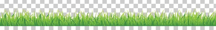 Wheatgrass Leaf Plant Stem Line PNG, Clipart, Grass, Grass Family, Green, Green Lines, Leaf Free PNG Download