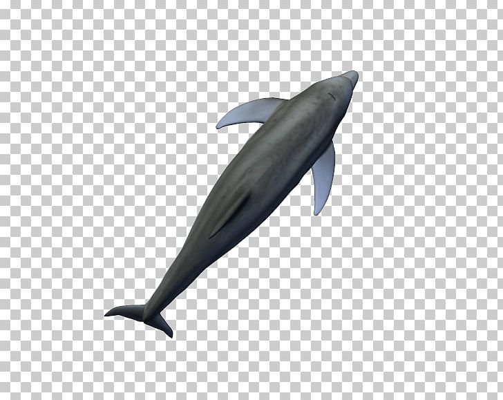 Common Bottlenose Dolphin Tucuxi Short-beaked Common Dolphin Porpoise PNG, Clipart, Animals, Beak, Bottlenose Dolphin, Common Bottlenose Dolphin, Dolphin Free PNG Download
